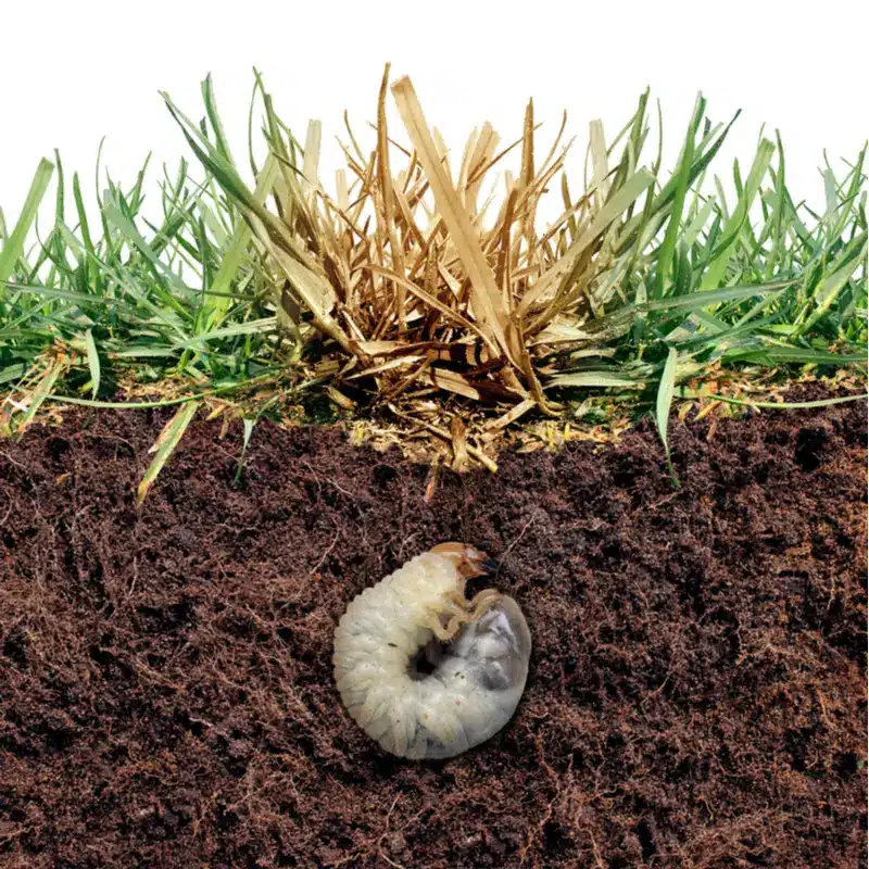 How to Stop Grubs From Destroying Your Southern Indiana & Kentucky Lawn -  Farison Lawn Care