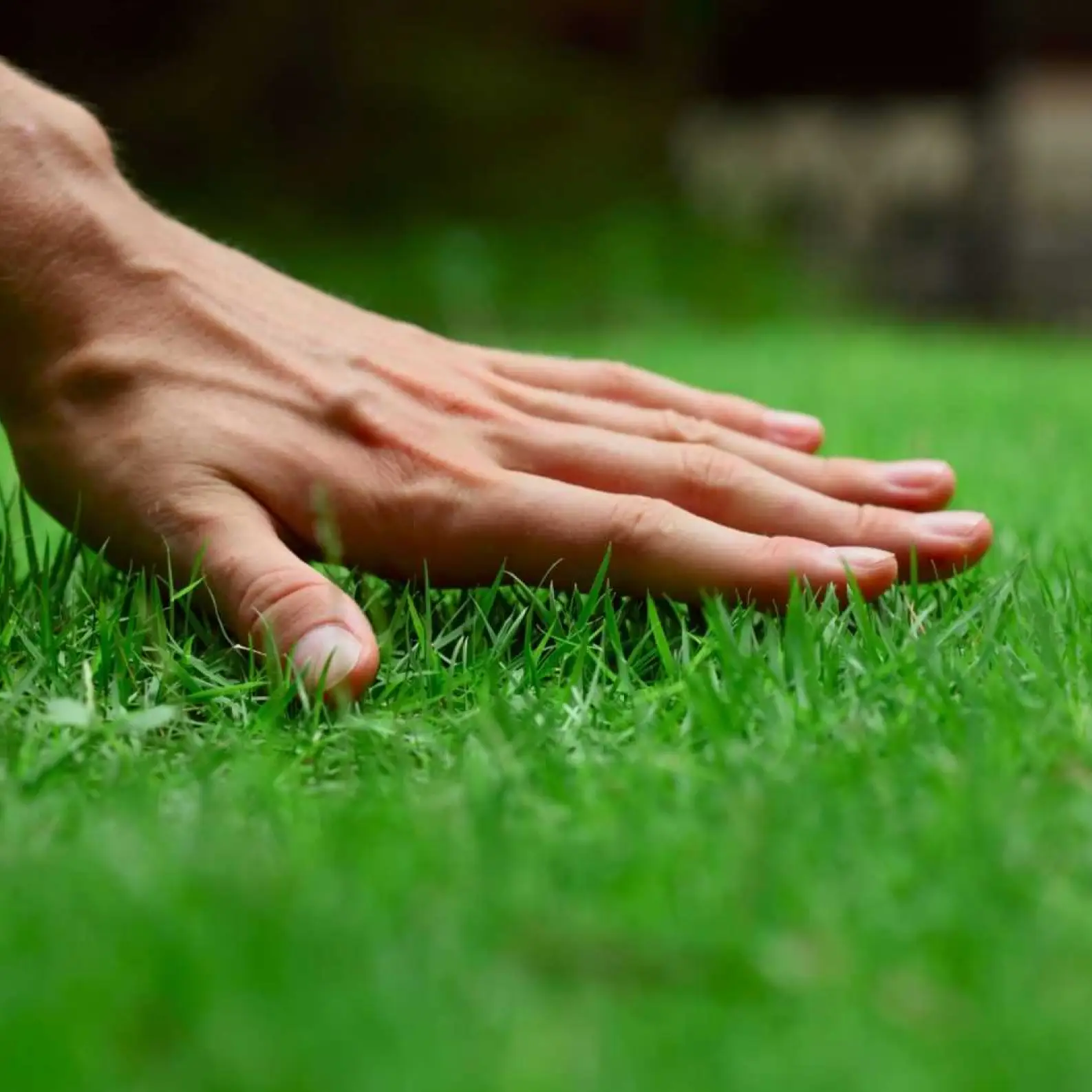 Lawn Fertilization And Weed Control Services Louisville KY