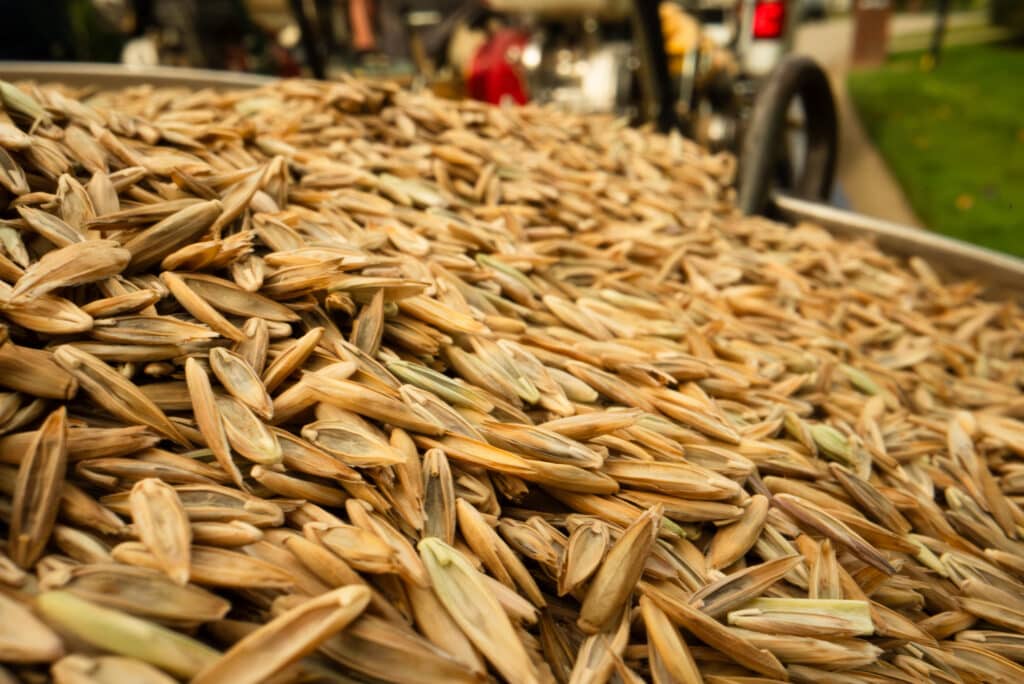 What Month Should I Put Grass Seed Down? Farison Lawn Care